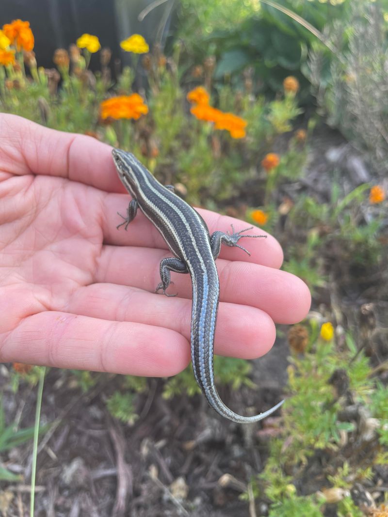 Five-Lined Skink