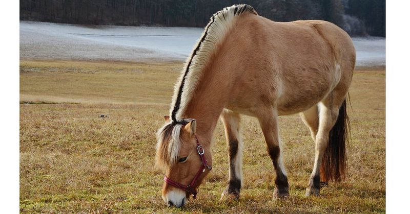 Fjord Horse