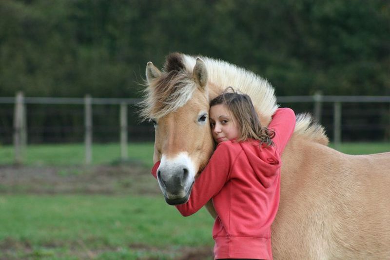 Fjord Horse