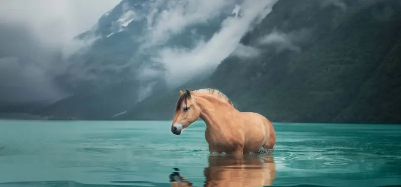 Fjord Horse