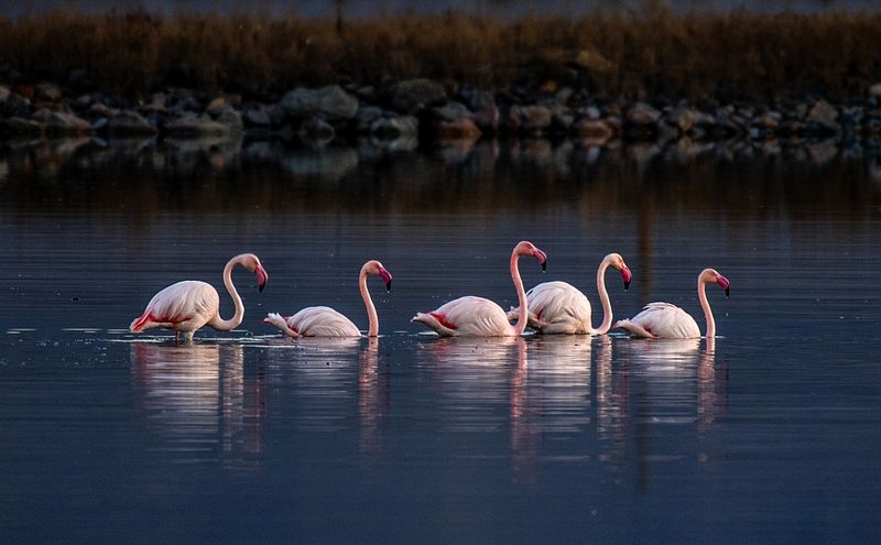 Flamingo