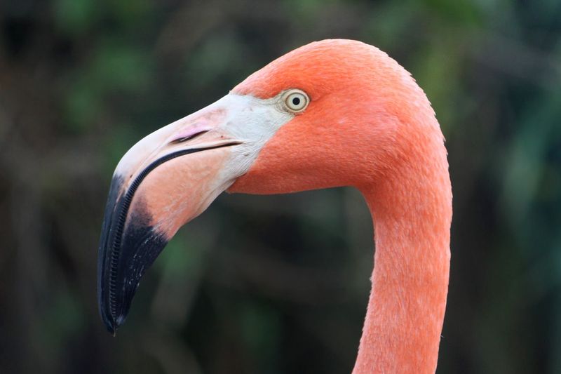 Flamingo Beaks Are Curved for Feeding