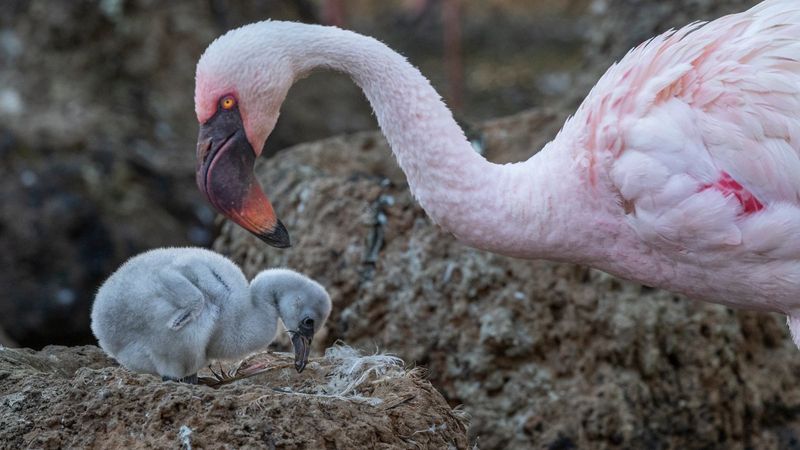Flamingo Chicks Are Born Gray