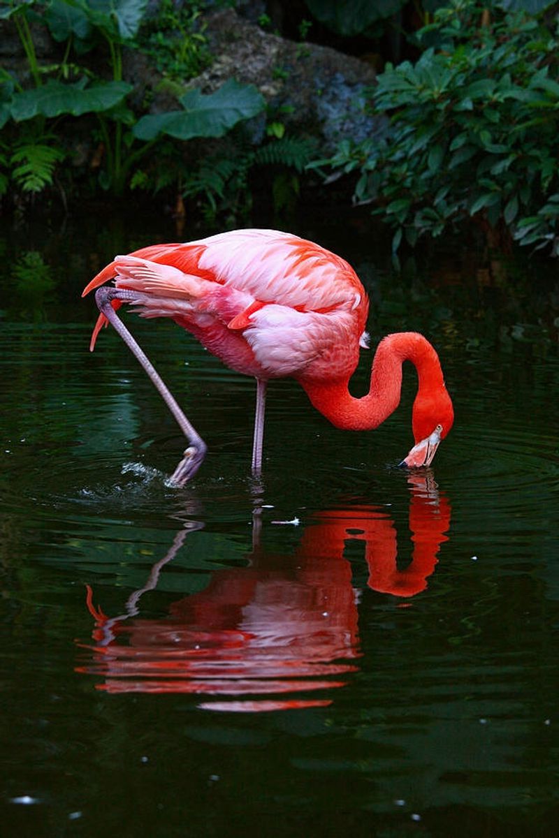 Flamingos Are Filter Feeders
