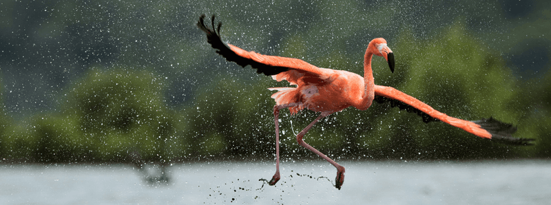 Flamingos Are Strong Fliers