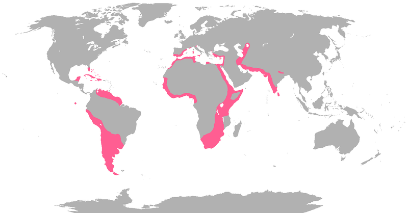 Flamingos Are Widely Distributed