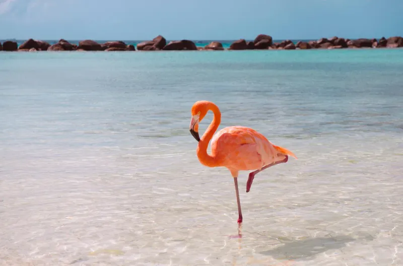Flamingos Can Stand on One Leg
