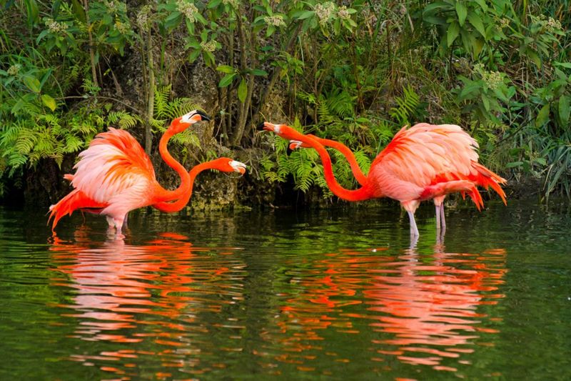 Flamingos Communicate with Loud Calls