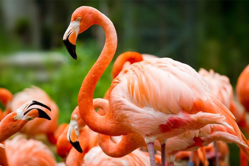 Flamingos Have a Long Lifespan