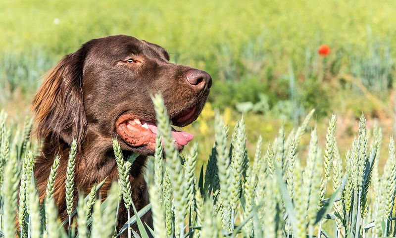 Flat-Coated Retriever