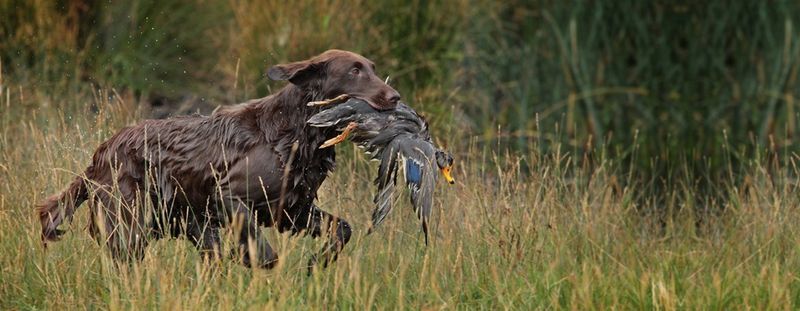Flat-Coated Retriever
