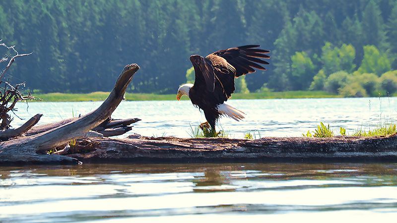 Flathead Lake, Montana