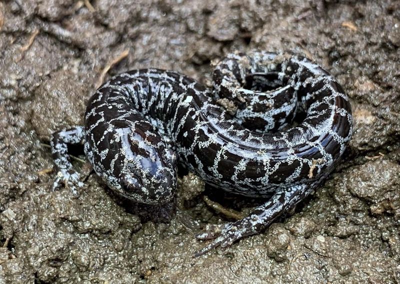 Flatwoods Salamander