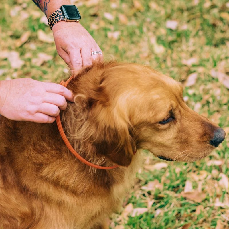 Flea Collars Are Sufficient