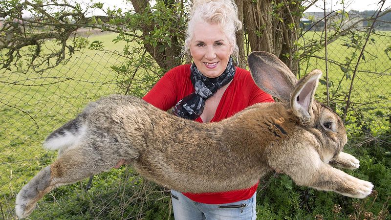 Flemish Giant