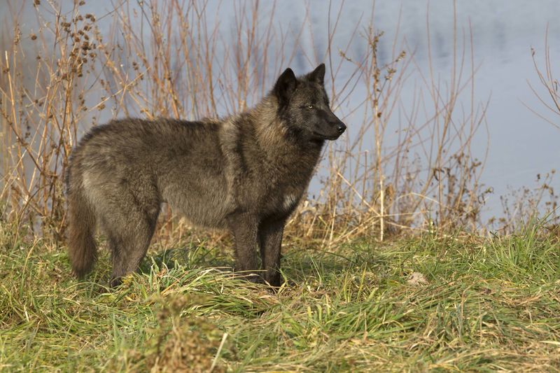 Florida Black Wolf