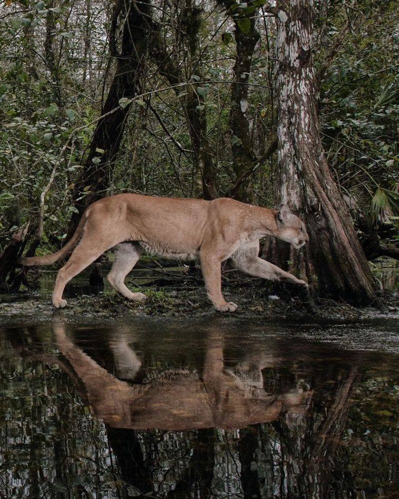 Florida Panther