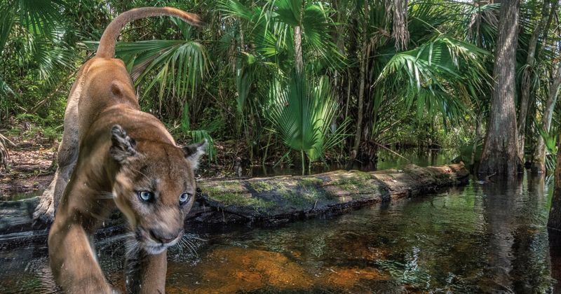 Florida Panther
