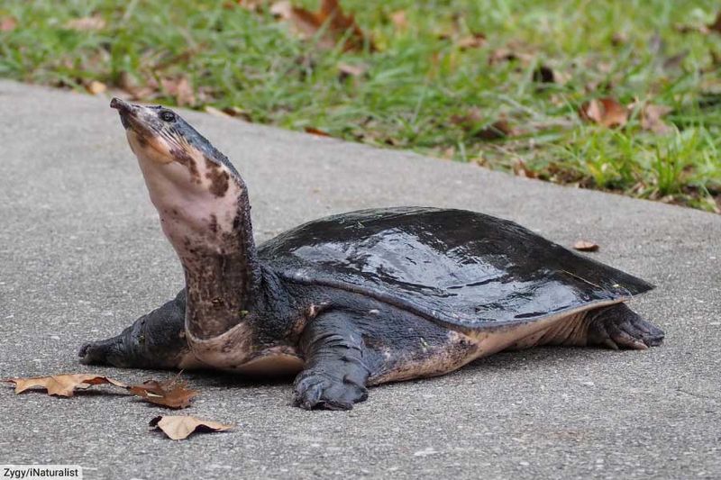 Florida Softshell Turtle
