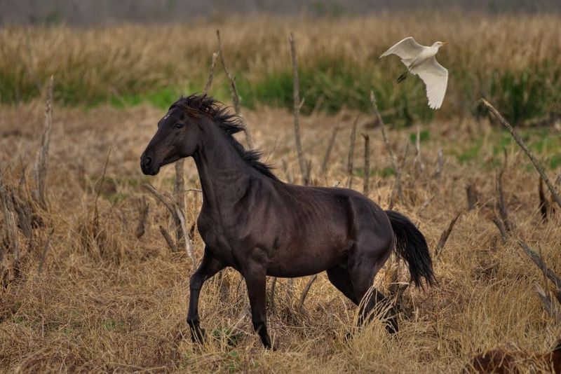 Florida’s Official State Horse