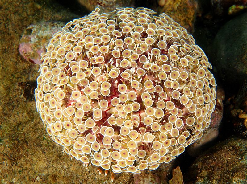 Flower Urchin