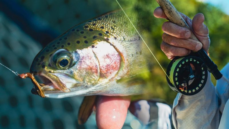 Fly Fishing