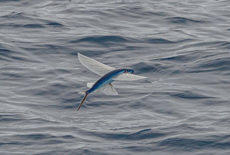Flying Fish