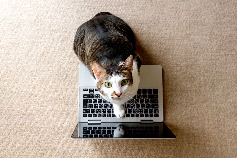 Following Cat YouTube Channels