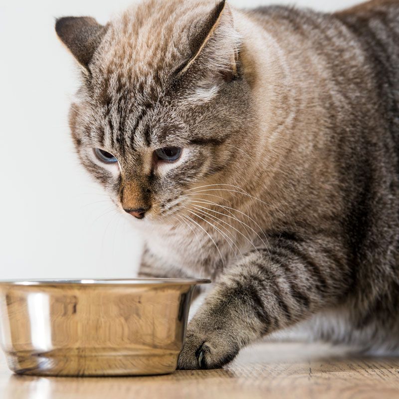 Food Expiry