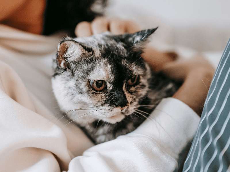 Forced Cuddling