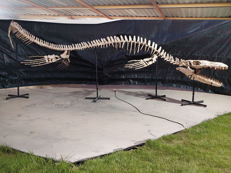 Fossil Discoveries