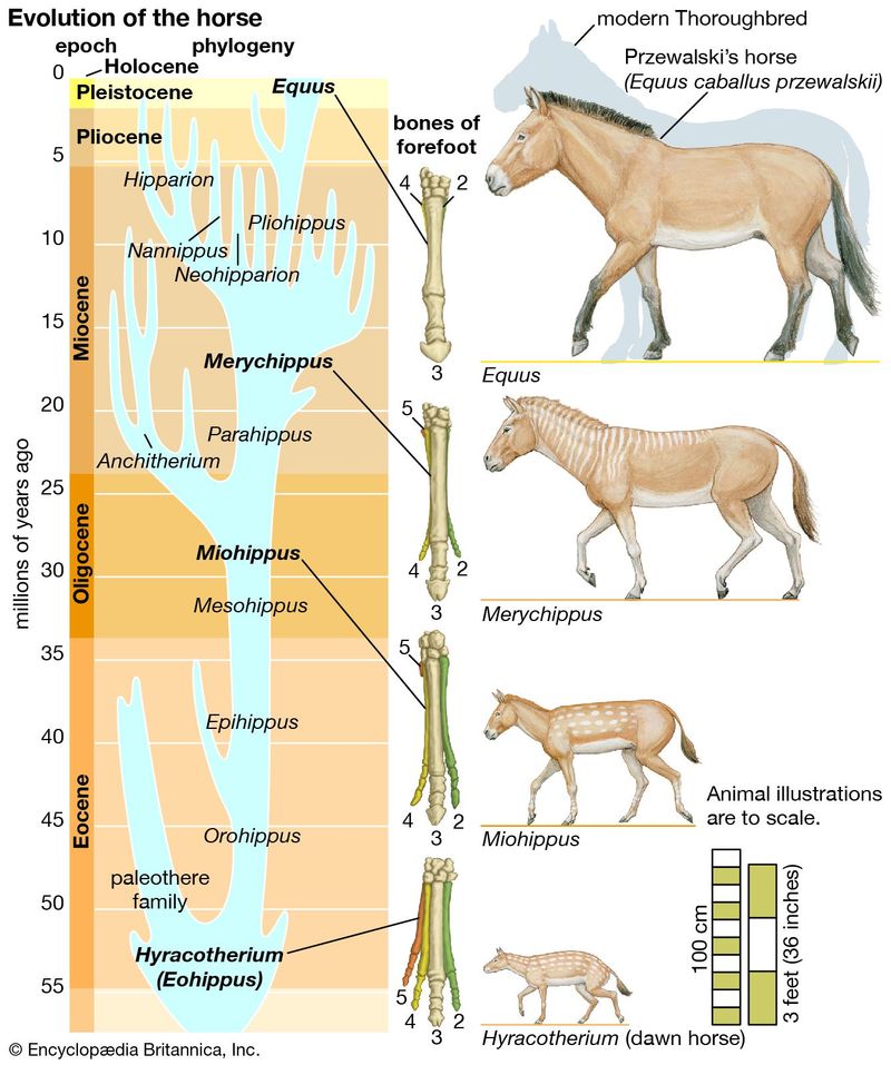 Fossil Records