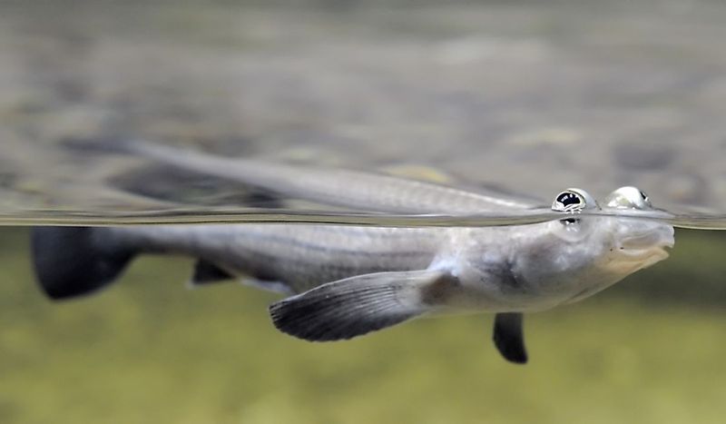 Four-Eyed Fish