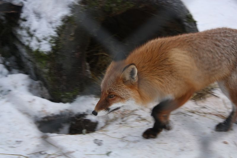Fox