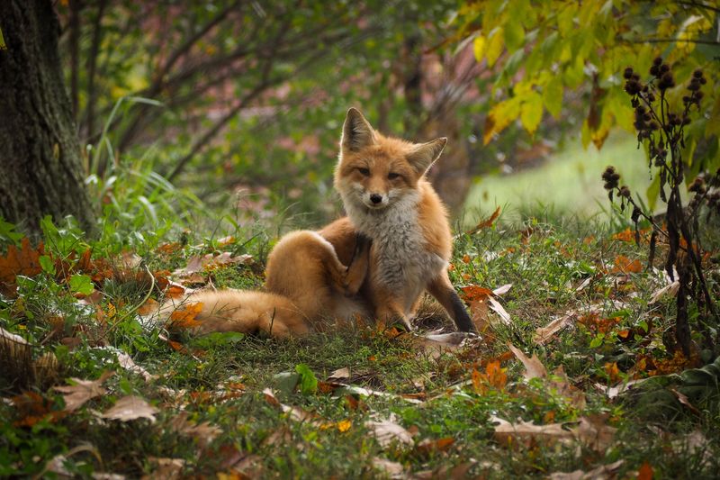 Fox