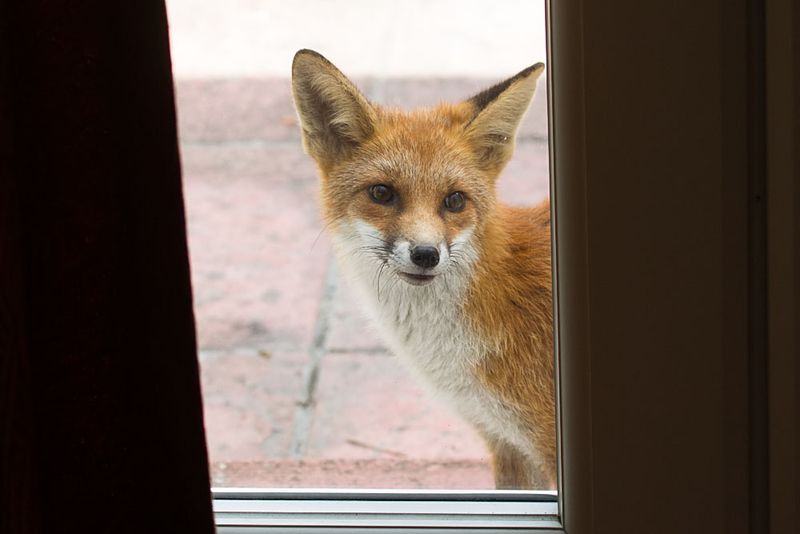 Fox