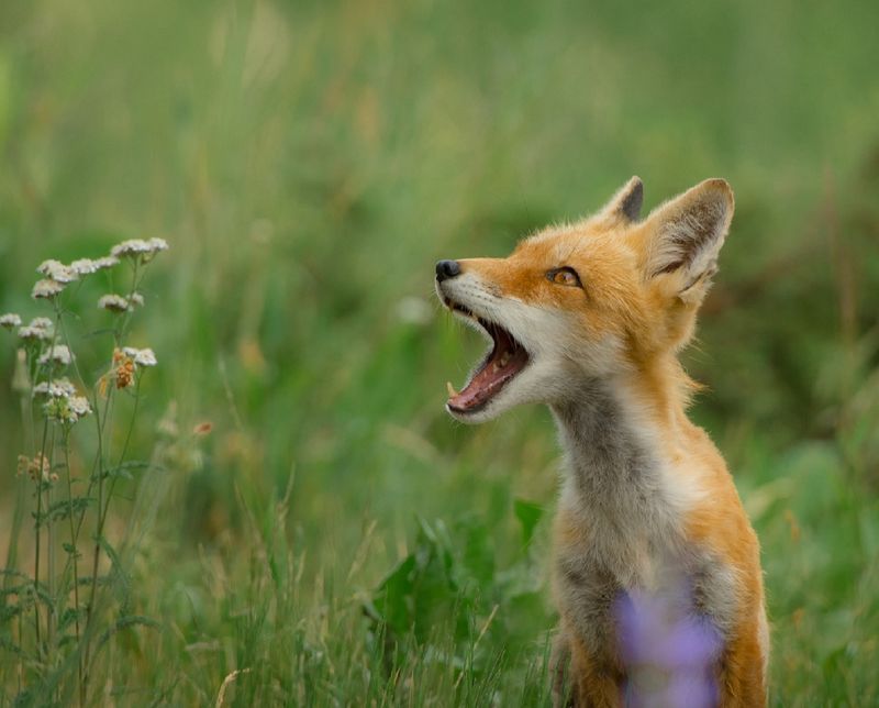 Fox