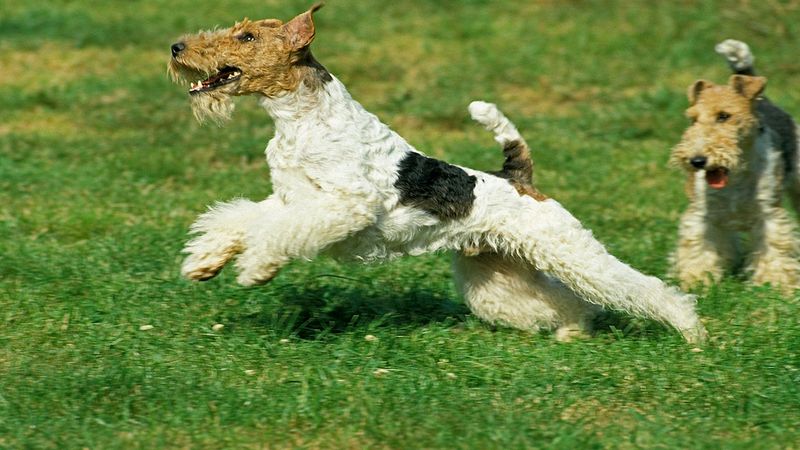 Fox Terrier