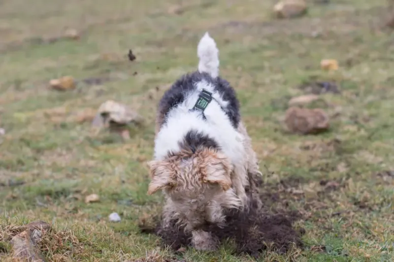 Fox Terrier