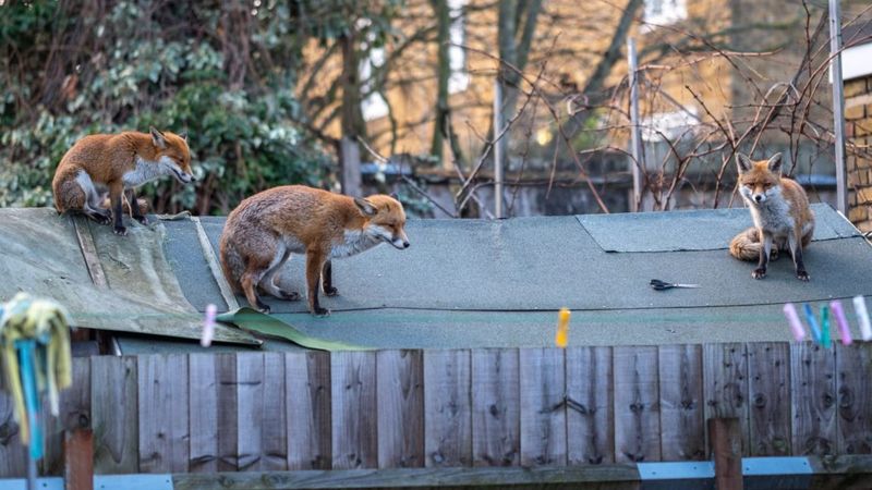 Foxes