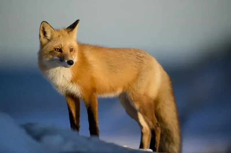Foxes and Trickery