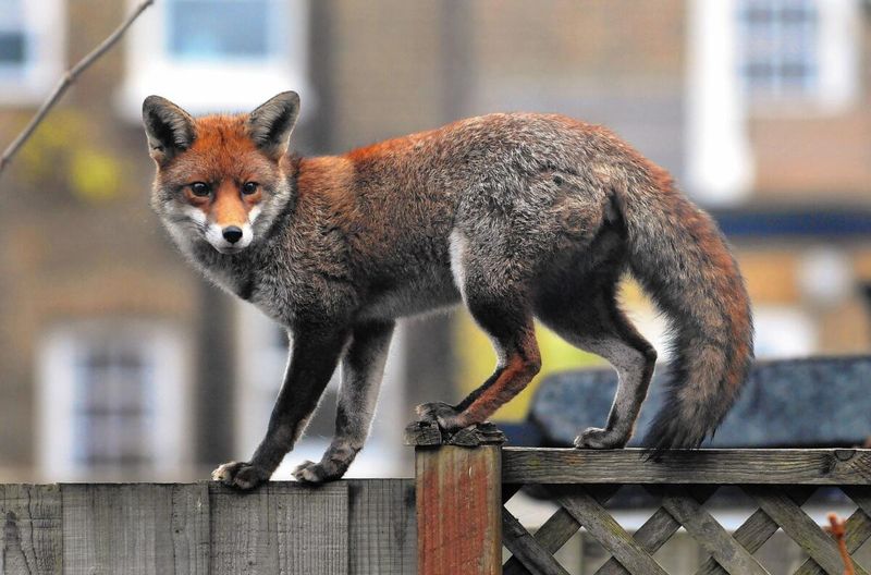 Foxes in London