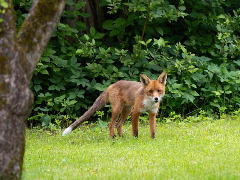 Foxes