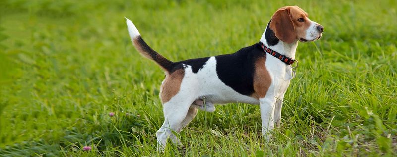Foxhound