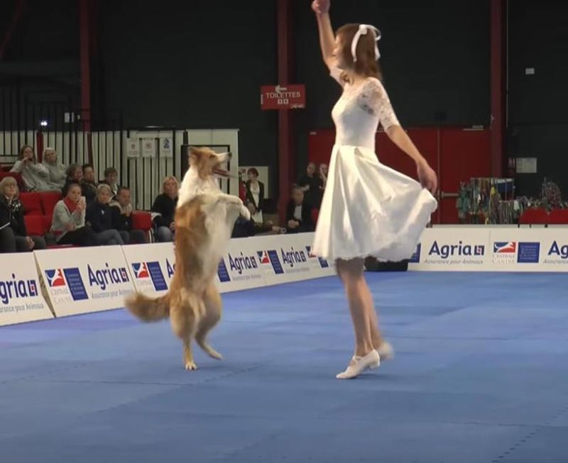 Freestyle Canine Dancing