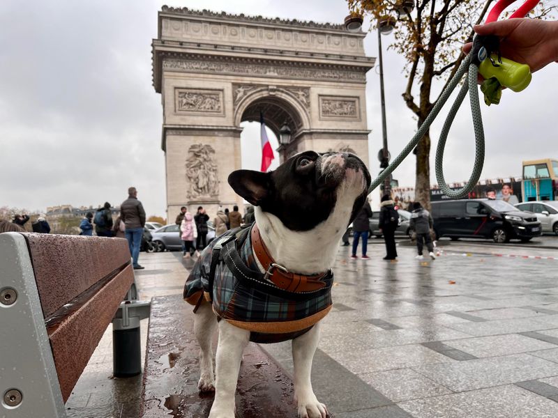 French Bulldog