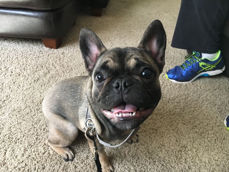 French Bulldog