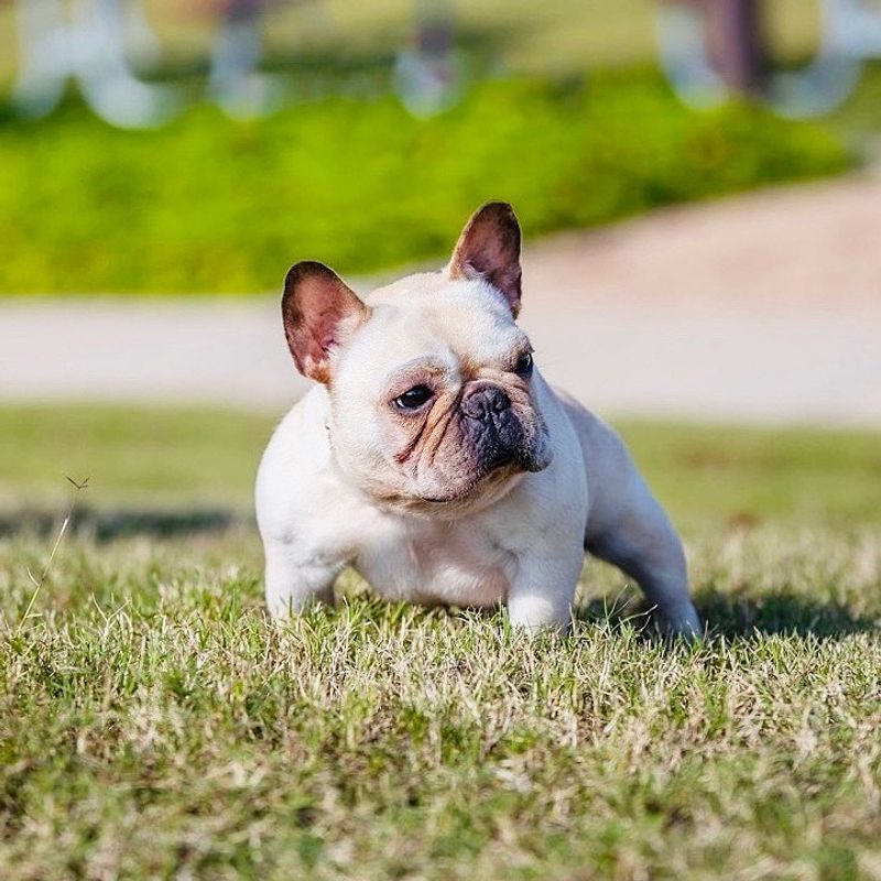 French Bulldog