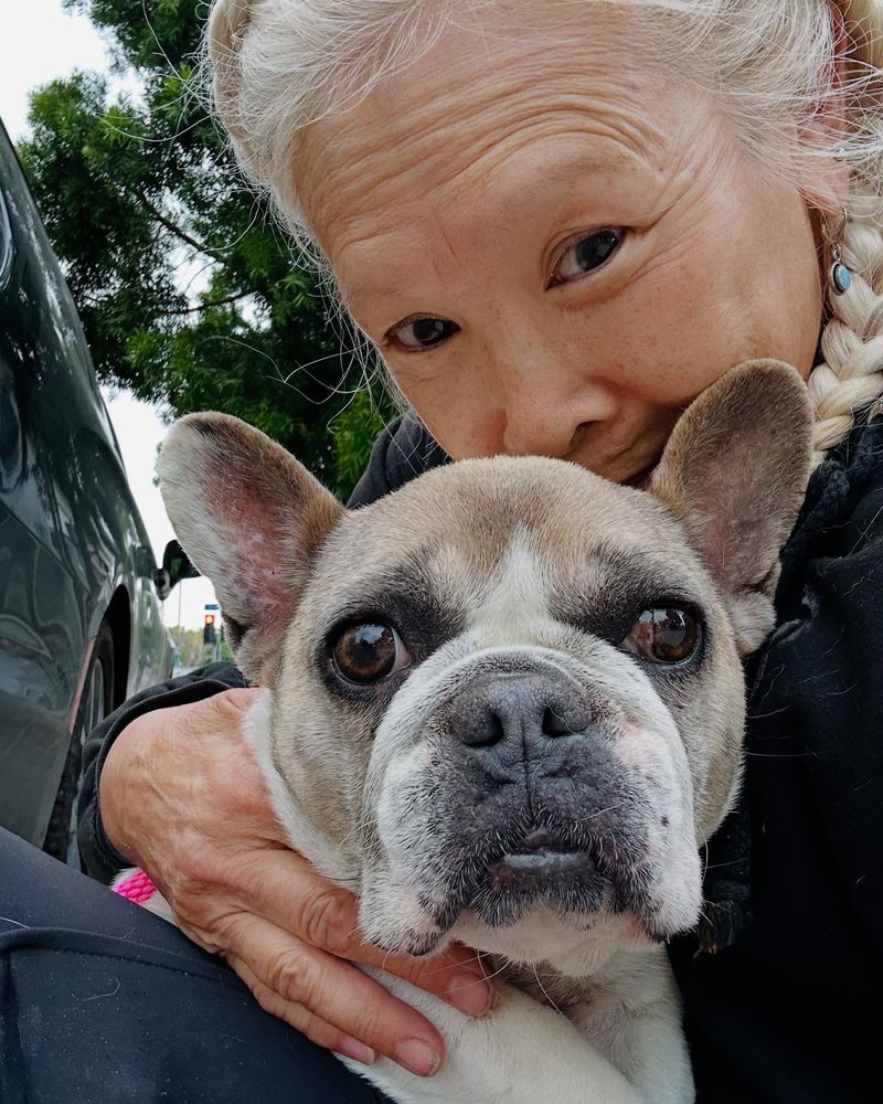 French Bulldog