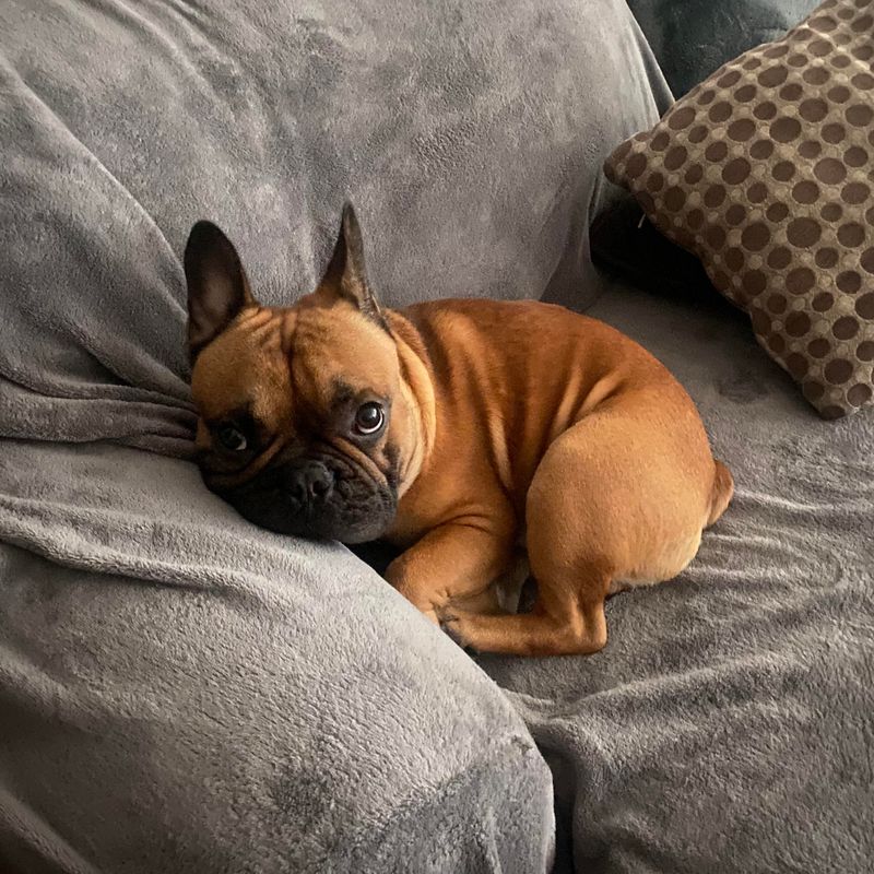 French Bulldog